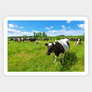 A herd of Holstein Friesian cows grazing on a pasture under blue cloudy sky Sticker